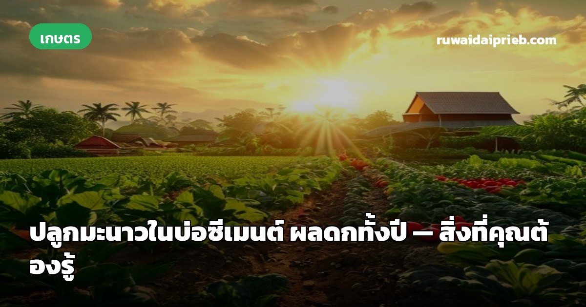 ปลูกมะนาวในบ่อซีเมนต์ ผลดกทั้งปี — สิ่งที่คุณต้องรู้