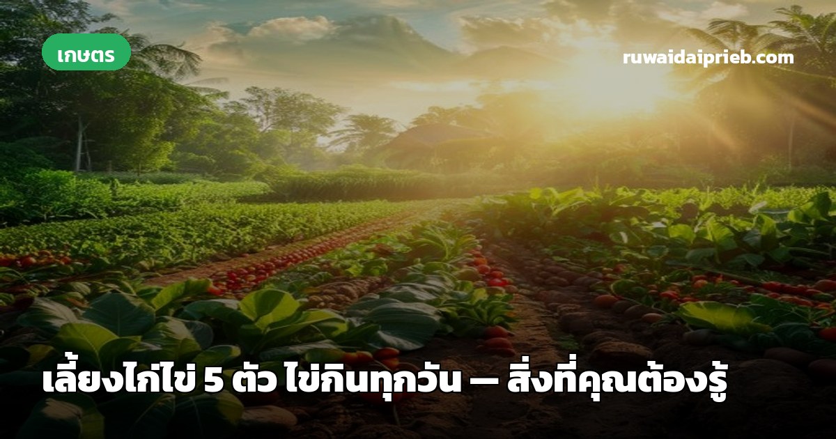 เลี้ยงไก่ไข่ 5 ตัว ไข่กินทุกวัน — สิ่งที่คุณต้องรู้
