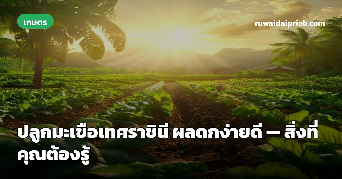 ปลูกมะเขือเทศราชินี ผลดกง่ายดี — สิ่งที่คุณต้องรู้