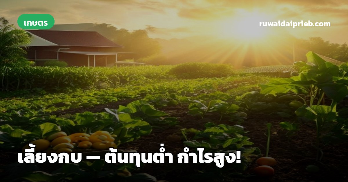 🐸 เลี้ยงกบ — ต้นทุนต่ำ กำไรสูง!