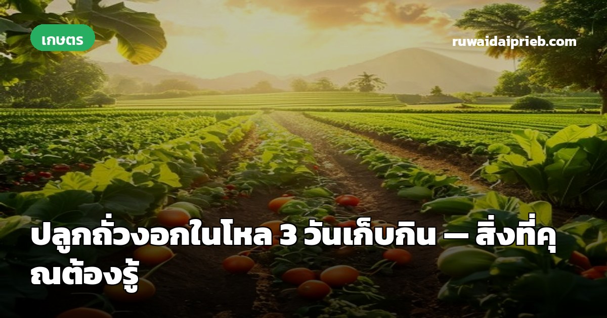ปลูกถั่วงอกในโหล 3 วันเก็บกิน — สิ่งที่คุณต้องรู้