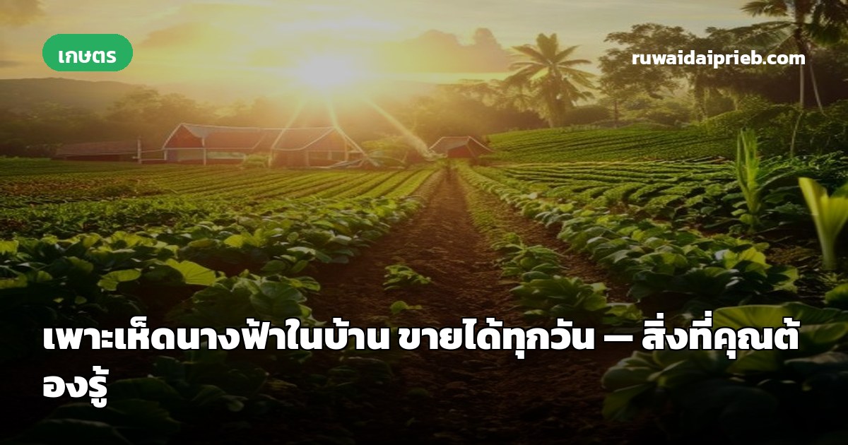 เพาะเห็ดนางฟ้าในบ้าน ขายได้ทุกวัน — สิ่งที่คุณต้องรู้