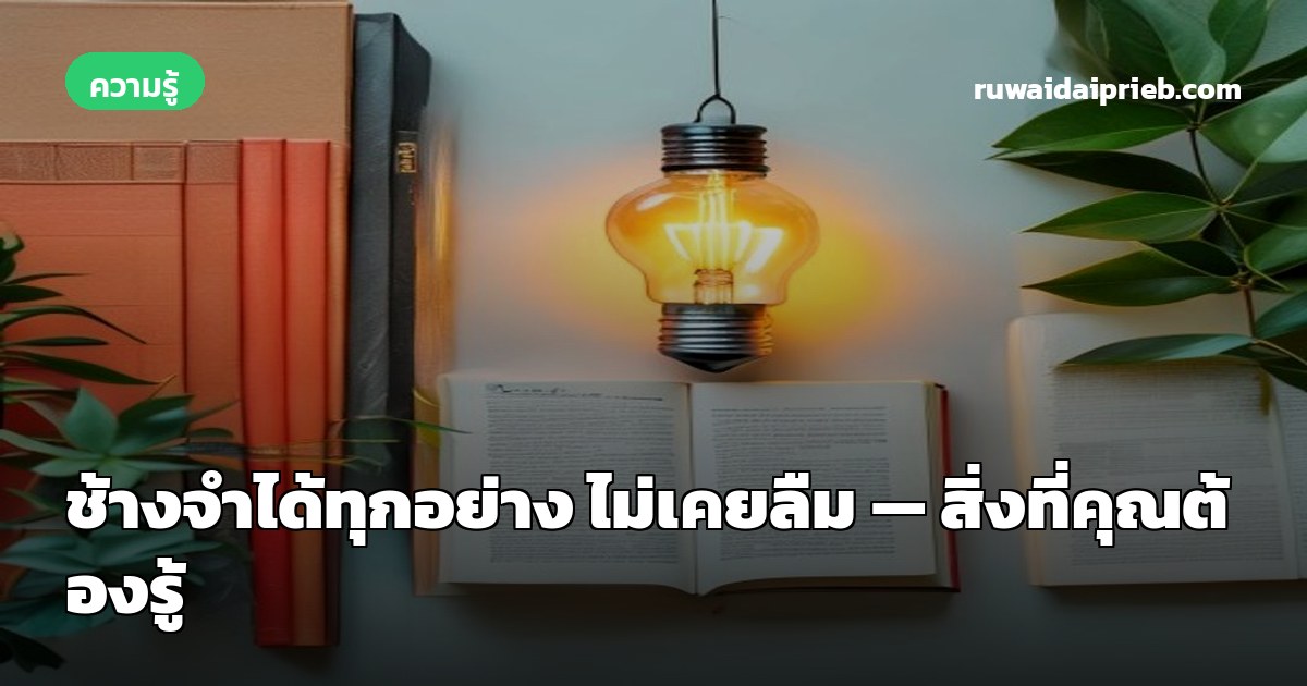 ช้างจำได้ทุกอย่าง ไม่เคยลืม — สิ่งที่คุณต้องรู้