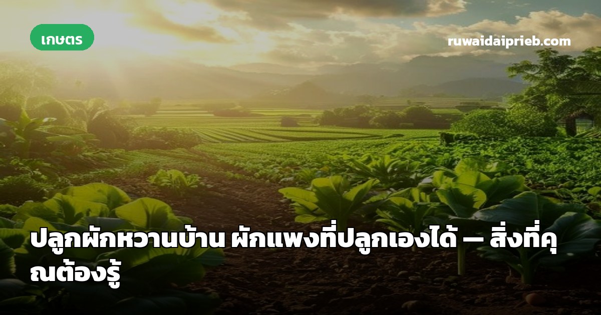 ปลูกผักหวานบ้าน ผักแพงที่ปลูกเองได้ — สิ่งที่คุณต้องรู้