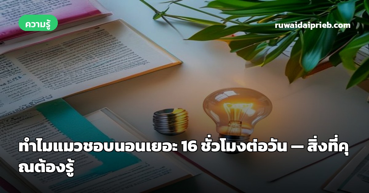 ทำไมแมวชอบนอนเยอะ 16 ชั่วโมงต่อวัน — สิ่งที่คุณต้องรู้