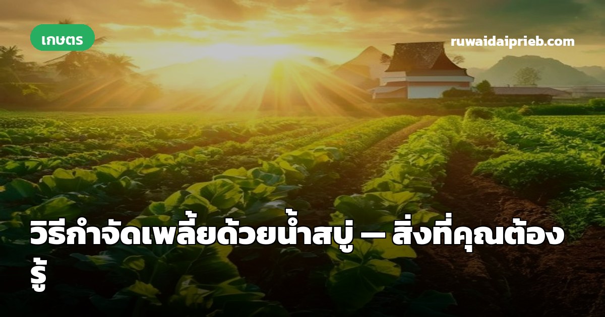 วิธีกำจัดเพลี้ยด้วยน้ำสบู่ — สิ่งที่คุณต้องรู้