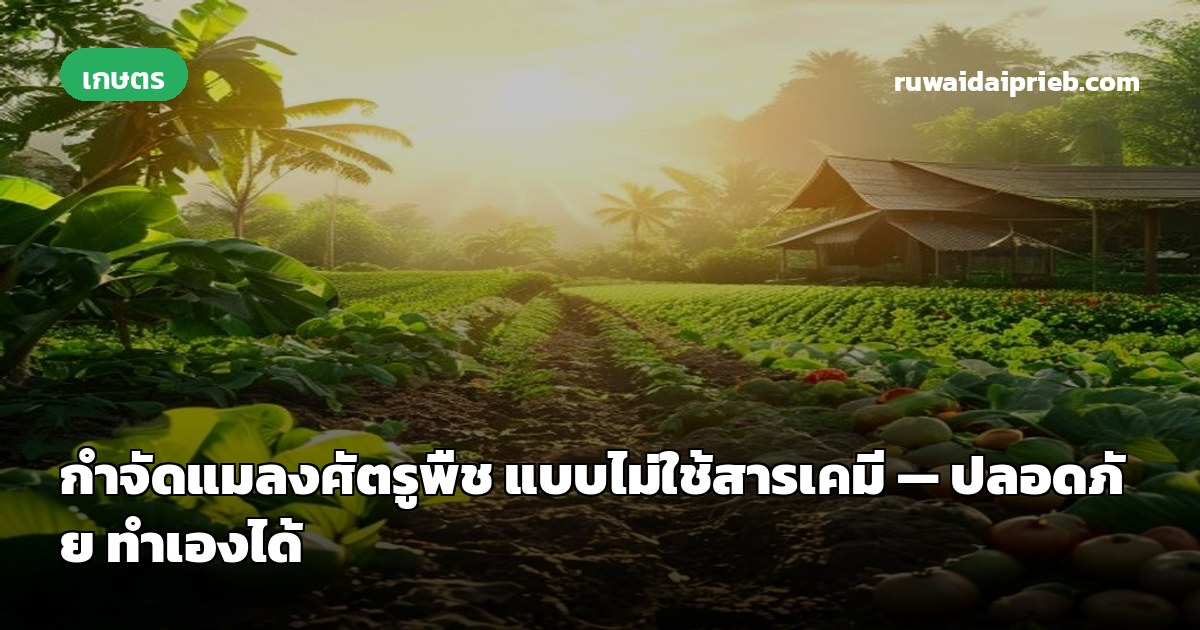กำจัดแมลงศัตรูพืช แบบไม่ใช้สารเคมี — ปลอดภัย ทำเองได้