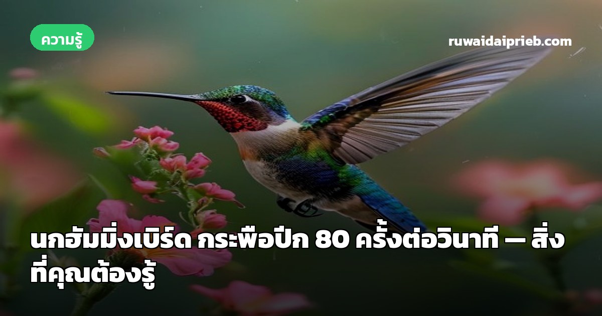 นกฮัมมิ่งเบิร์ด กระพือปีก 80 ครั้งต่อวินาที — สิ่งที่คุณต้องรู้