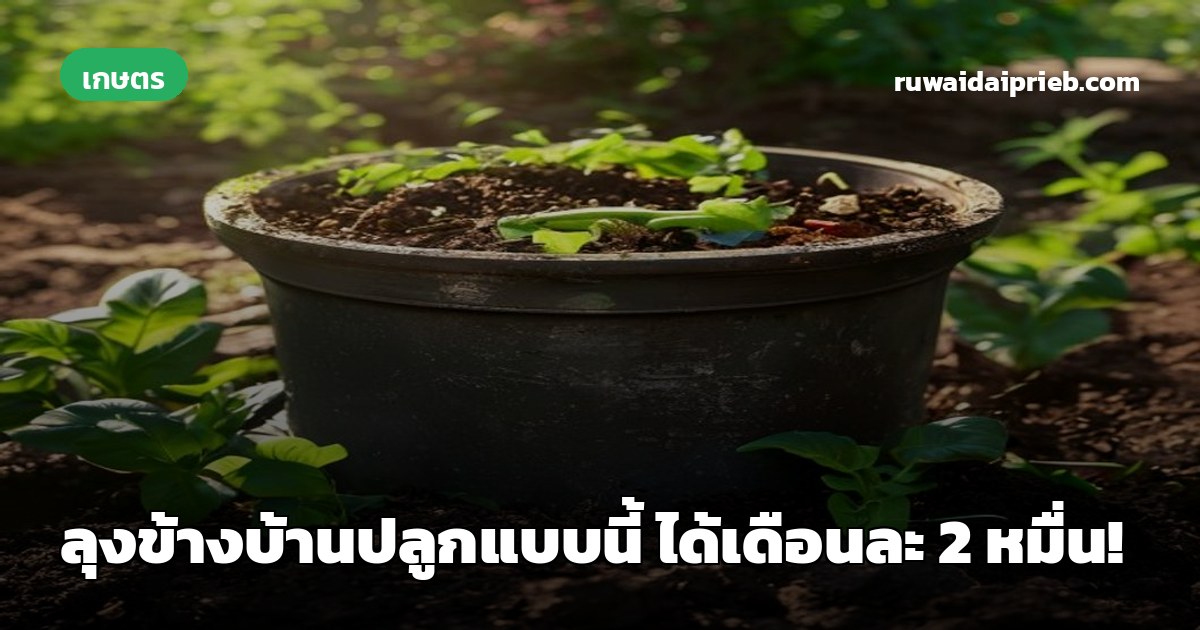ลุงข้างบ้านปลูกแบบนี้ ได้เดือนละ 2 หมื่น!