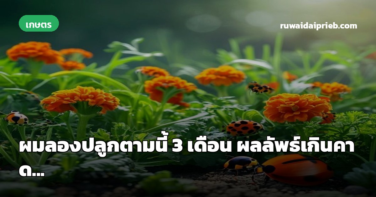 ผมลองปลูกตามนี้ 3 เดือน ผลลัพธ์เกินคาด...
