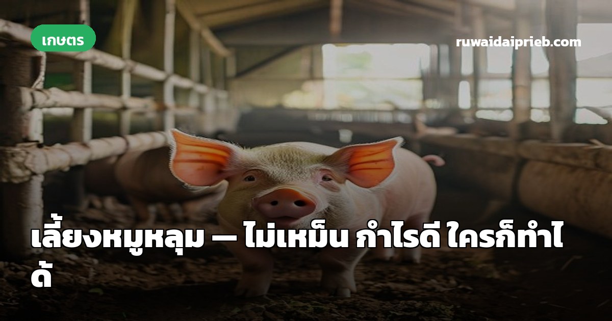 เลี้ยงหมูหลุม — ไม่เหม็น กำไรดี ใครก็ทำได้