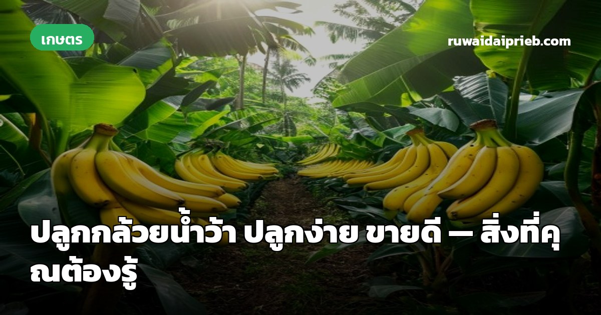 ปลูกกล้วยน้ำว้า ปลูกง่าย ขายดี — สิ่งที่คุณต้องรู้