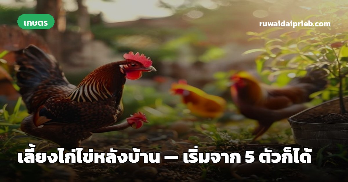 เลี้ยงไก่ไข่หลังบ้าน — เริ่มจาก 5 ตัวก็ได้