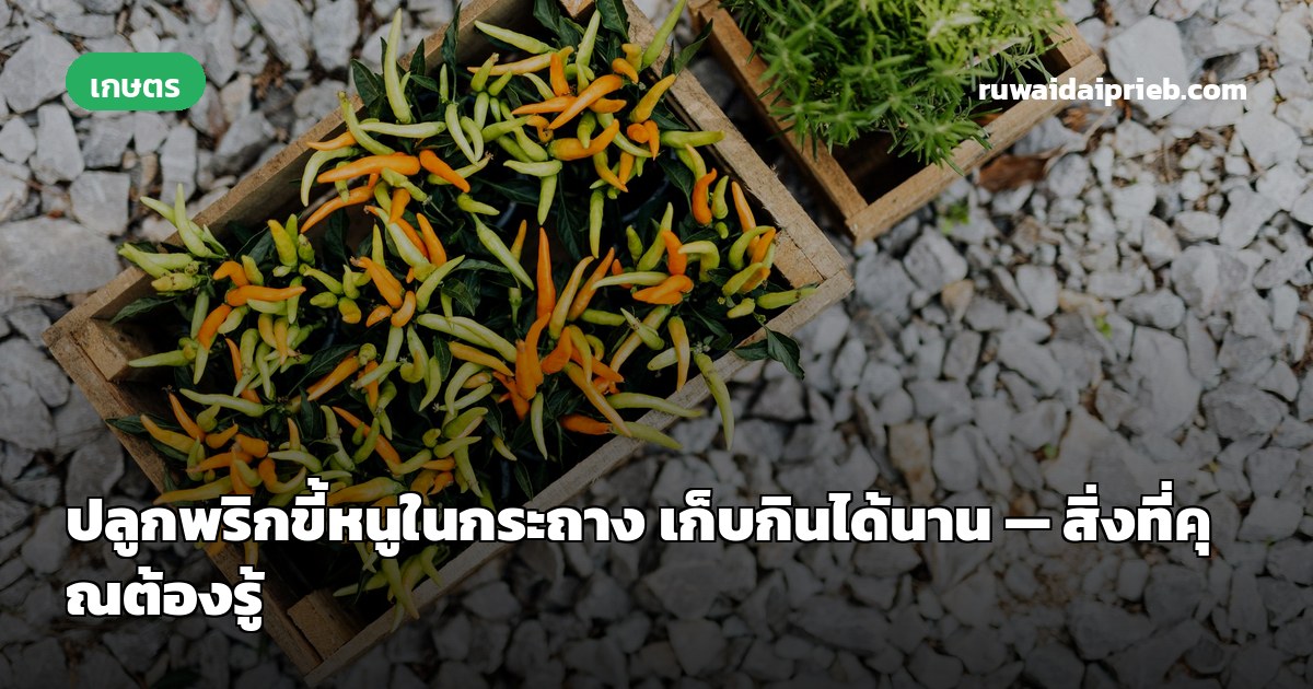 ปลูกพริกขี้หนูในกระถาง เก็บกินได้นาน — สิ่งที่คุณต้องรู้