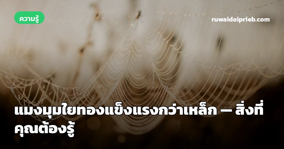 แมงมุมใยทองแข็งแรงกว่าเหล็ก — สิ่งที่คุณต้องรู้