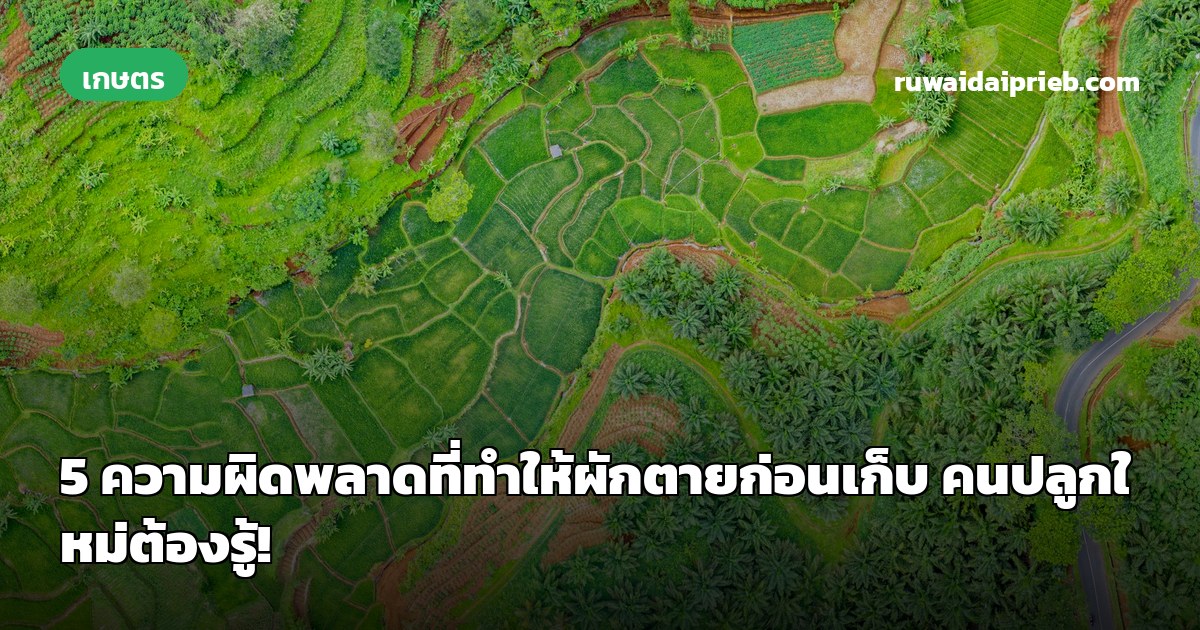 5 ความผิดพลาดที่ทำให้ผักตายก่อนเก็บ คนปลูกใหม่ต้องรู้!
