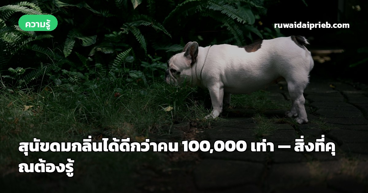 สุนัขดมกลิ่นได้ดีกว่าคน 100,000 เท่า — สิ่งที่คุณต้องรู้