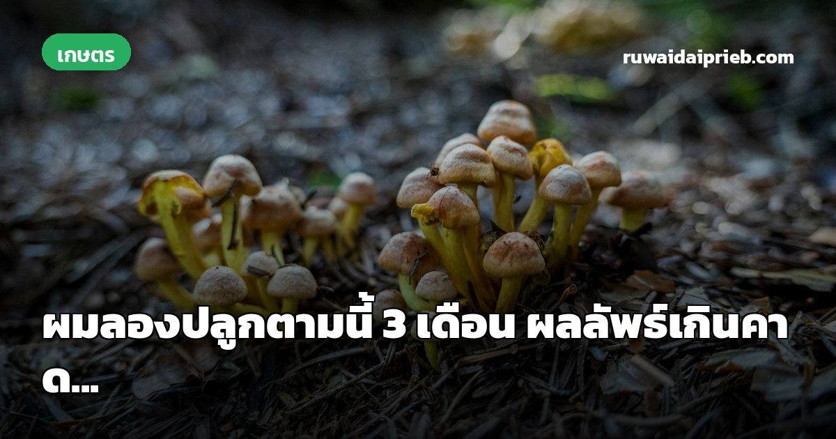 ผมลองปลูกตามนี้ 3 เดือน ผลลัพธ์เกินคาด...