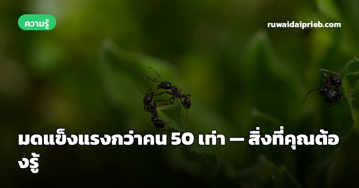 มดแข็งแรงกว่าคน 50 เท่า — สิ่งที่คุณต้องรู้