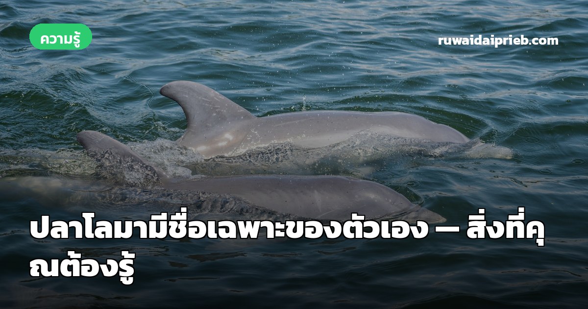 ปลาโลมามีชื่อเฉพาะของตัวเอง — สิ่งที่คุณต้องรู้