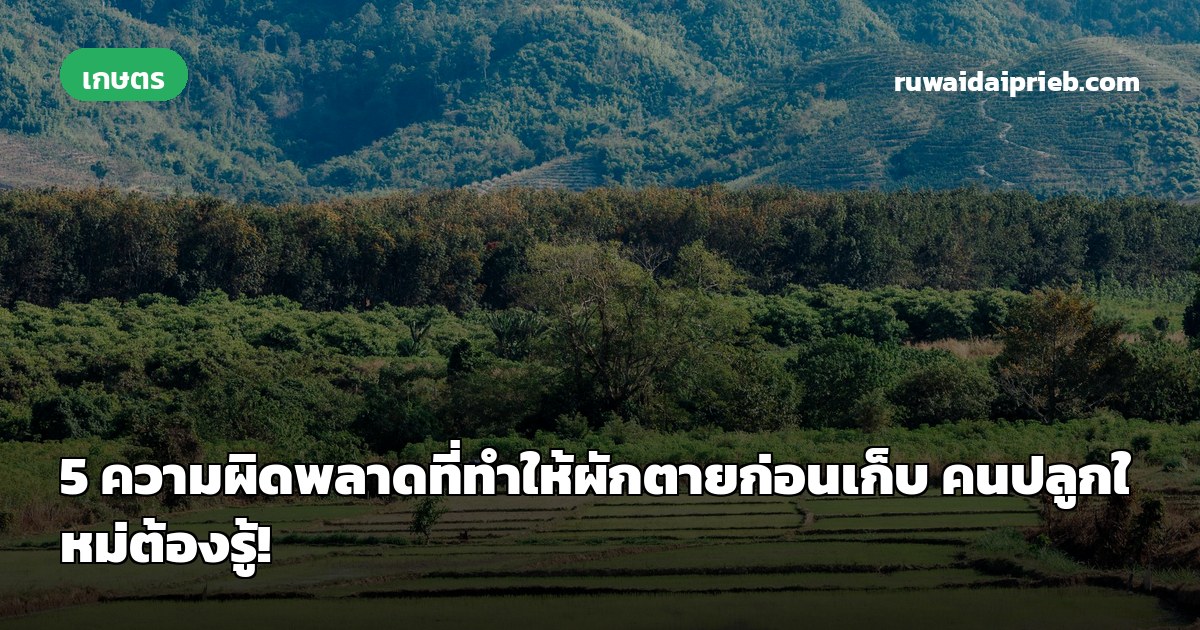 5 ความผิดพลาดที่ทำให้ผักตายก่อนเก็บ คนปลูกใหม่ต้องรู้!