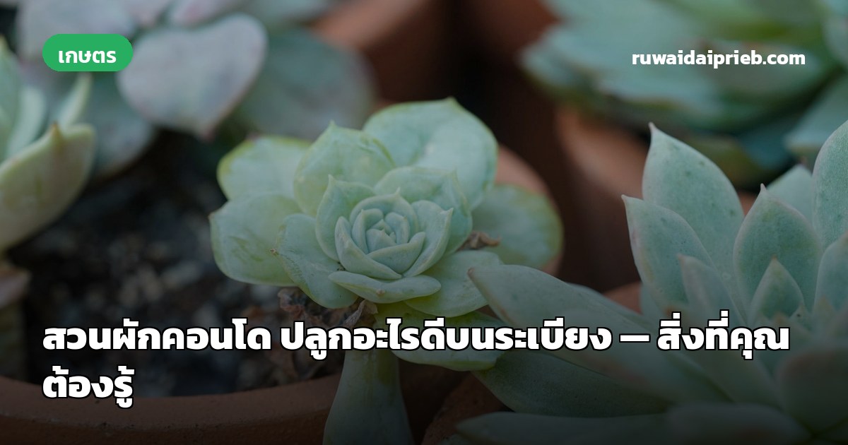 สวนผักคอนโด ปลูกอะไรดีบนระเบียง — สิ่งที่คุณต้องรู้