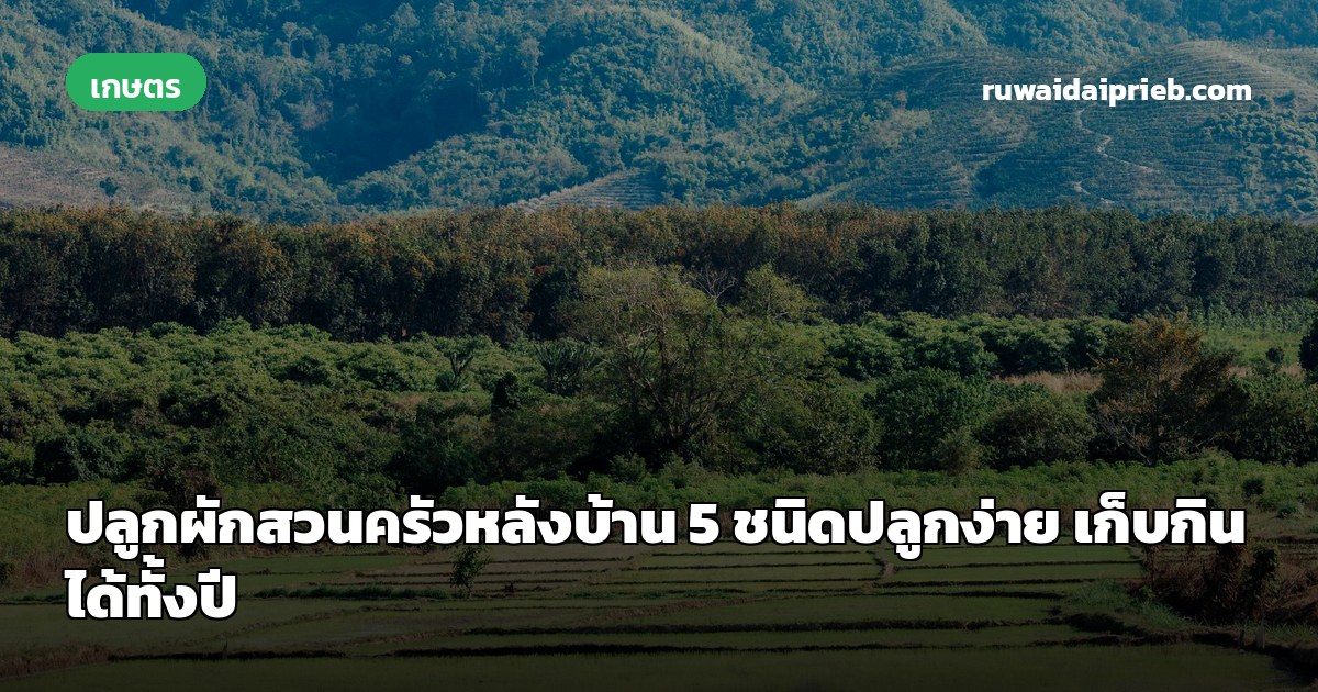 ปลูกผักสวนครัวหลังบ้าน 5 ชนิดปลูกง่าย เก็บกินได้ทั้งปี