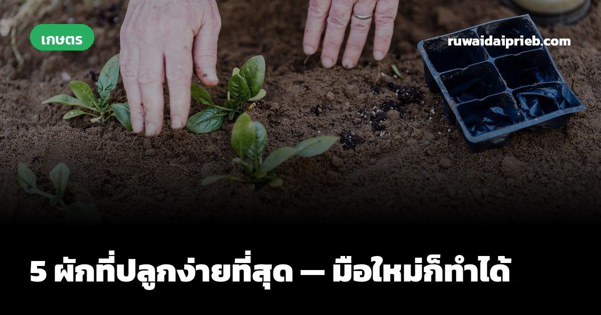 5 ผักที่ปลูกง่ายที่สุด — มือใหม่ก็ทำได้