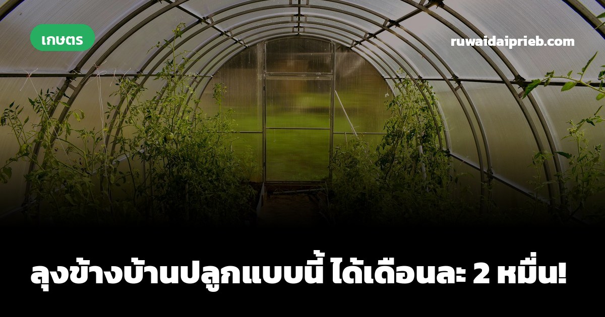 ลุงข้างบ้านปลูกแบบนี้ ได้เดือนละ 2 หมื่น!