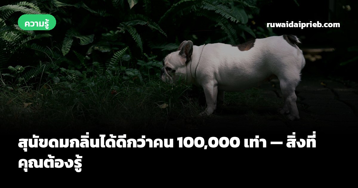 สุนัขดมกลิ่นได้ดีกว่าคน 100,000 เท่า — สิ่งที่คุณต้องรู้
