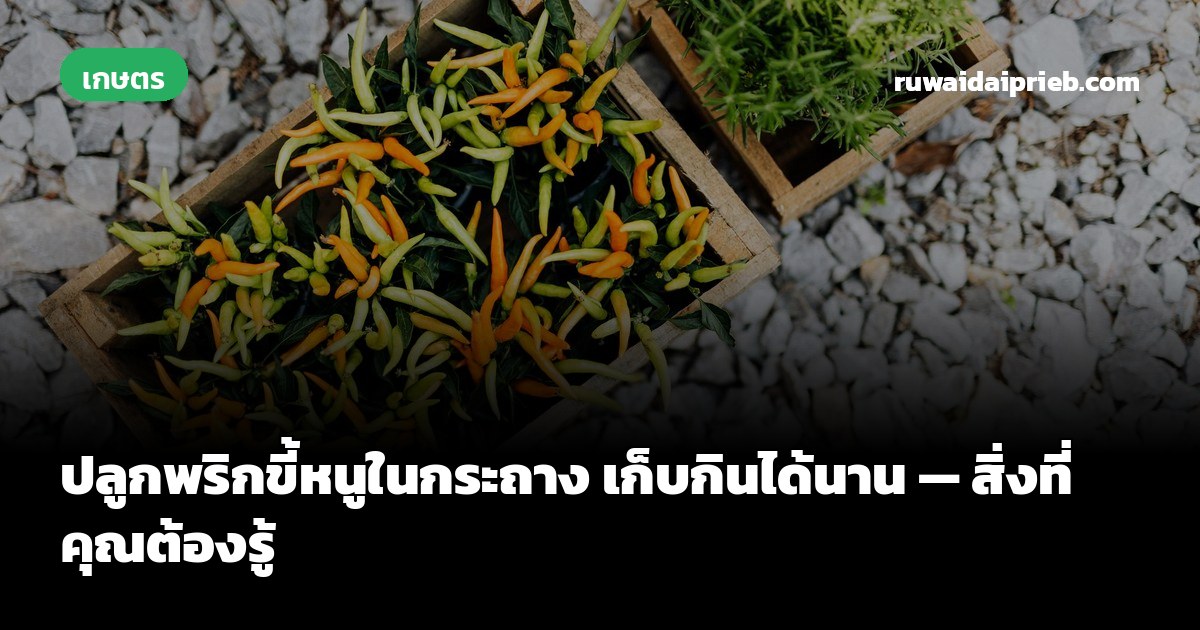 ปลูกพริกขี้หนูในกระถาง เก็บกินได้นาน — สิ่งที่คุณต้องรู้