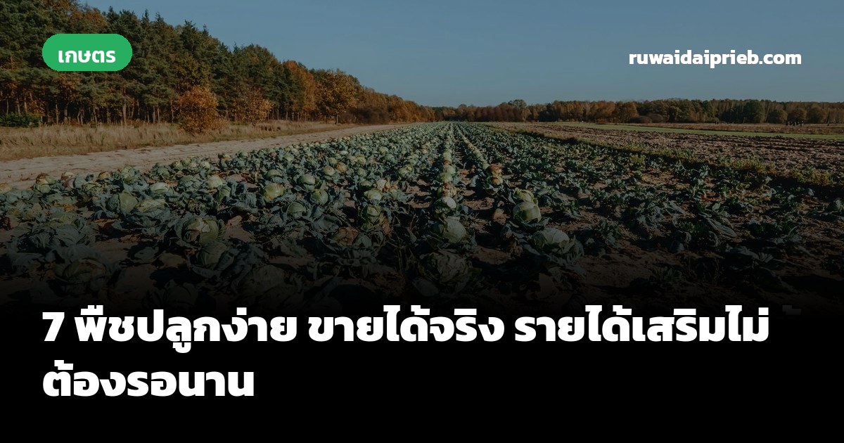 7 พืชปลูกง่าย ขายได้จริง รายได้เสริมไม่ต้องรอนาน