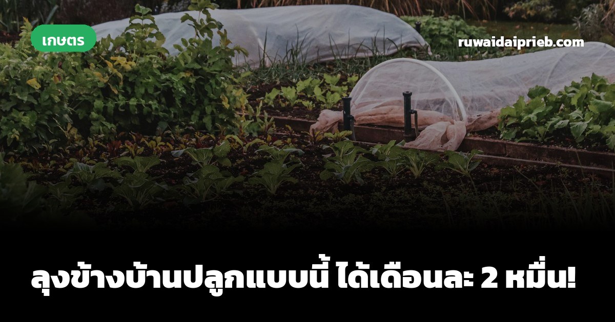 ลุงข้างบ้านปลูกแบบนี้ ได้เดือนละ 2 หมื่น!