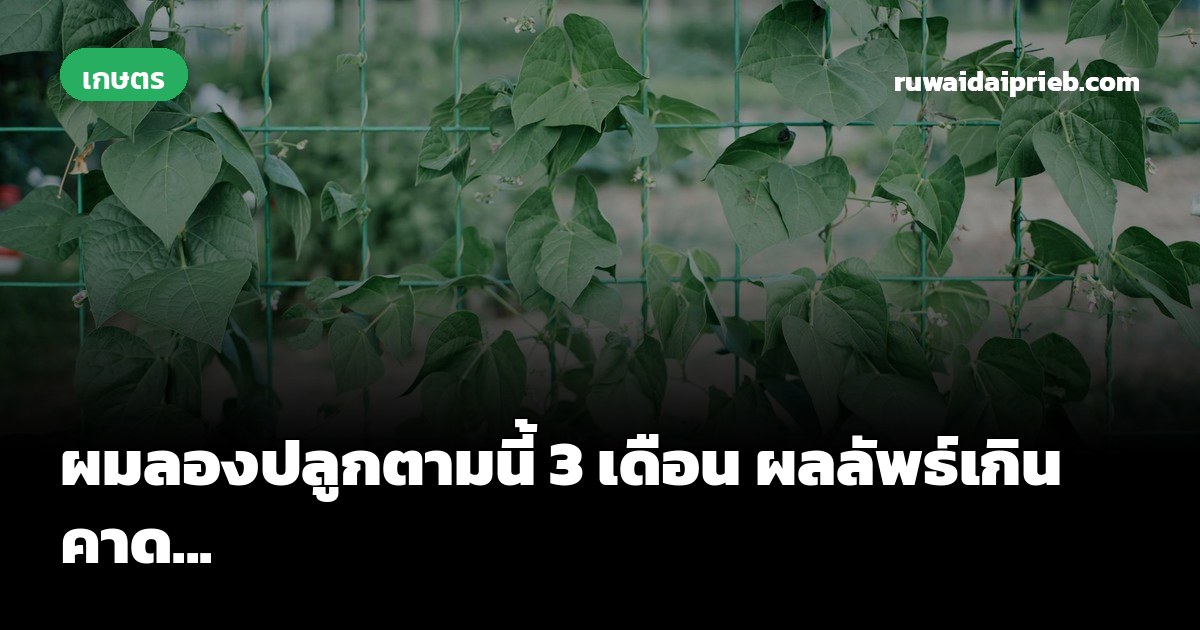 ผมลองปลูกตามนี้ 3 เดือน ผลลัพธ์เกินคาด...