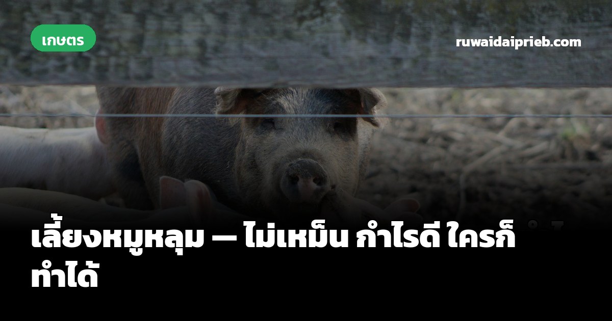 เลี้ยงหมูหลุม — ไม่เหม็น กำไรดี ใครก็ทำได้
