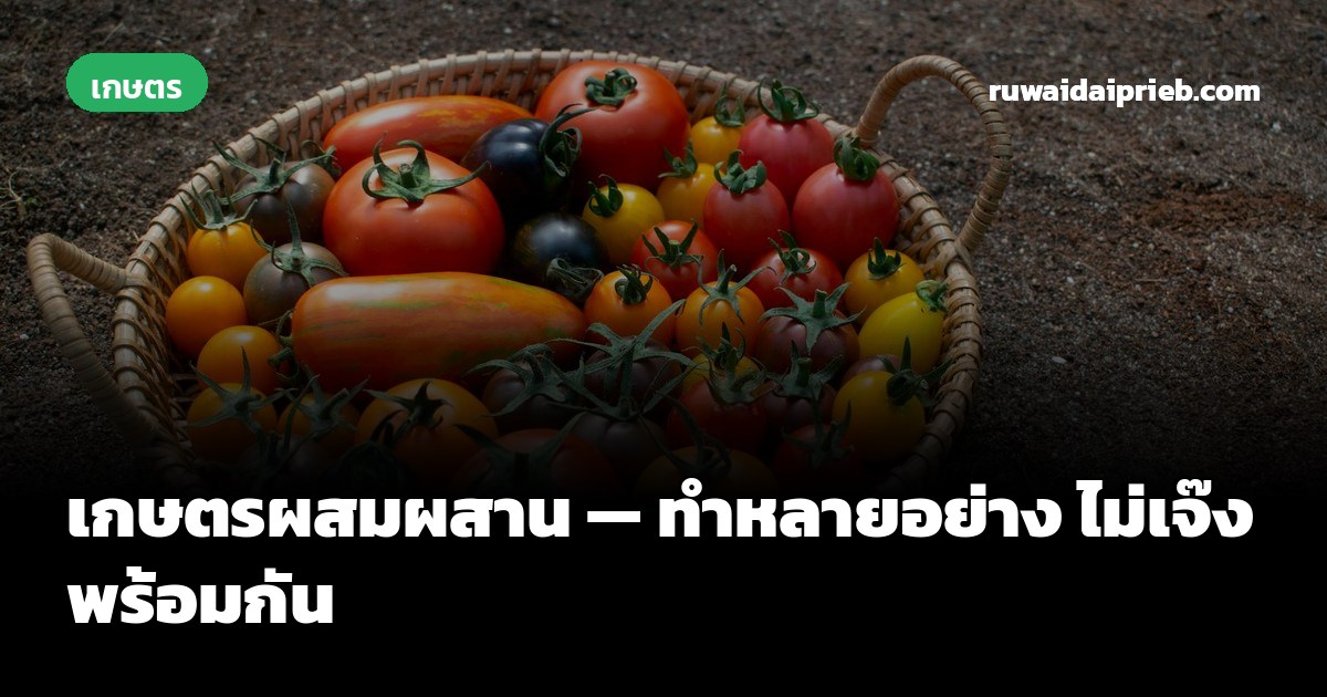 เกษตรผสมผสาน — ทำหลายอย่าง ไม่เจ๊งพร้อมกัน