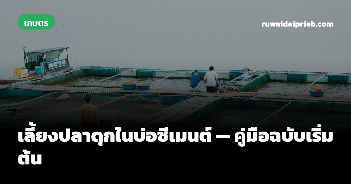 เลี้ยงปลาดุกในบ่อซีเมนต์ — คู่มือฉบับเริ่มต้น