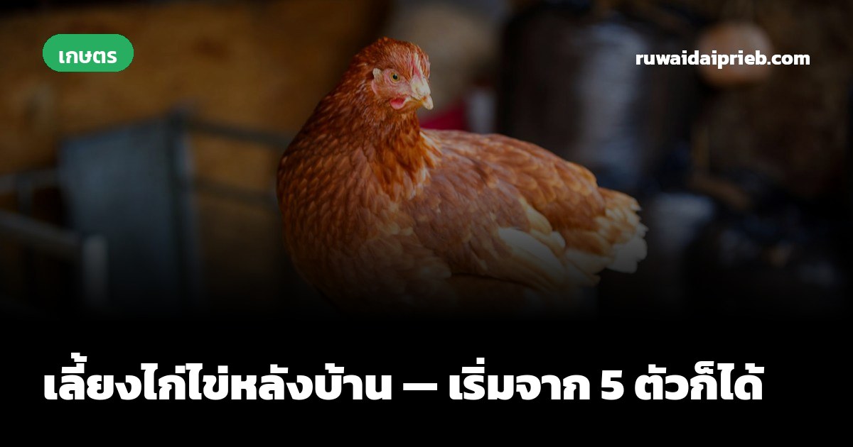เลี้ยงไก่ไข่หลังบ้าน — เริ่มจาก 5 ตัวก็ได้