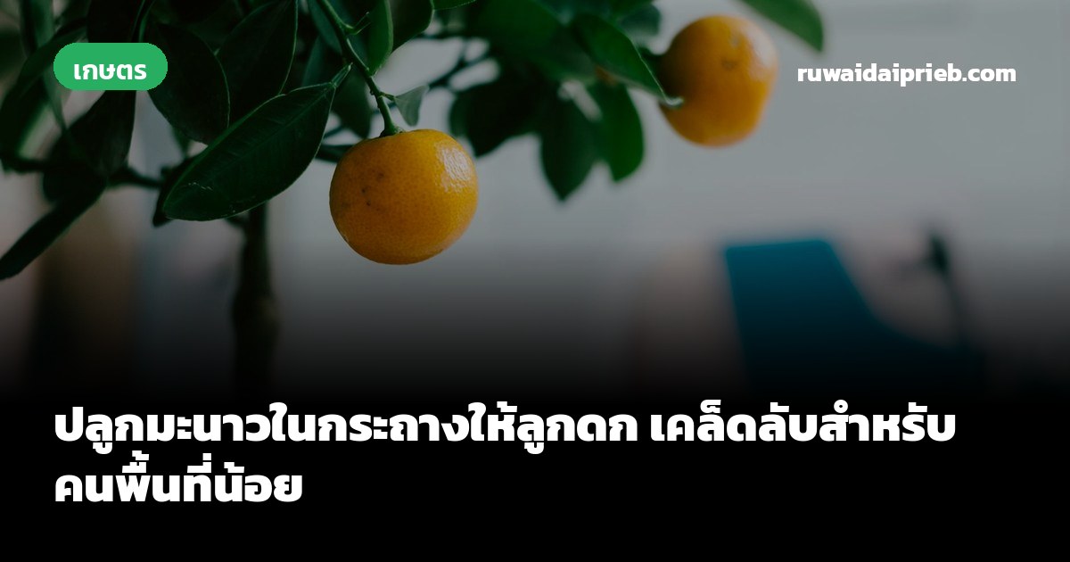 ปลูกมะนาวในกระถางให้ลูกดก เคล็ดลับสำหรับคนพื้นที่น้อย