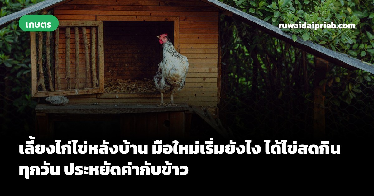 เลี้ยงไก่ไข่หลังบ้าน มือใหม่เริ่มยังไง ได้ไข่สดกินทุกวัน ประหยัดค่ากับข้าว