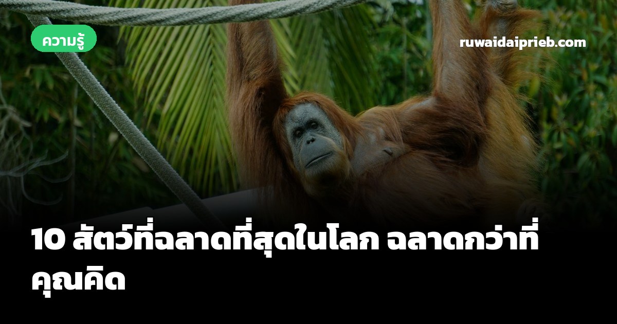 10 สัตว์ที่ฉลาดที่สุดในโลก ฉลาดกว่าที่คุณคิด