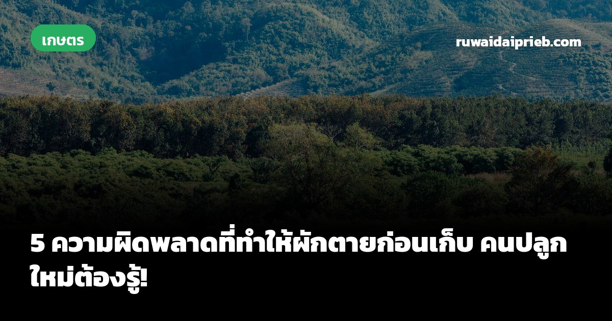 5 ความผิดพลาดที่ทำให้ผักตายก่อนเก็บ คนปลูกใหม่ต้องรู้!