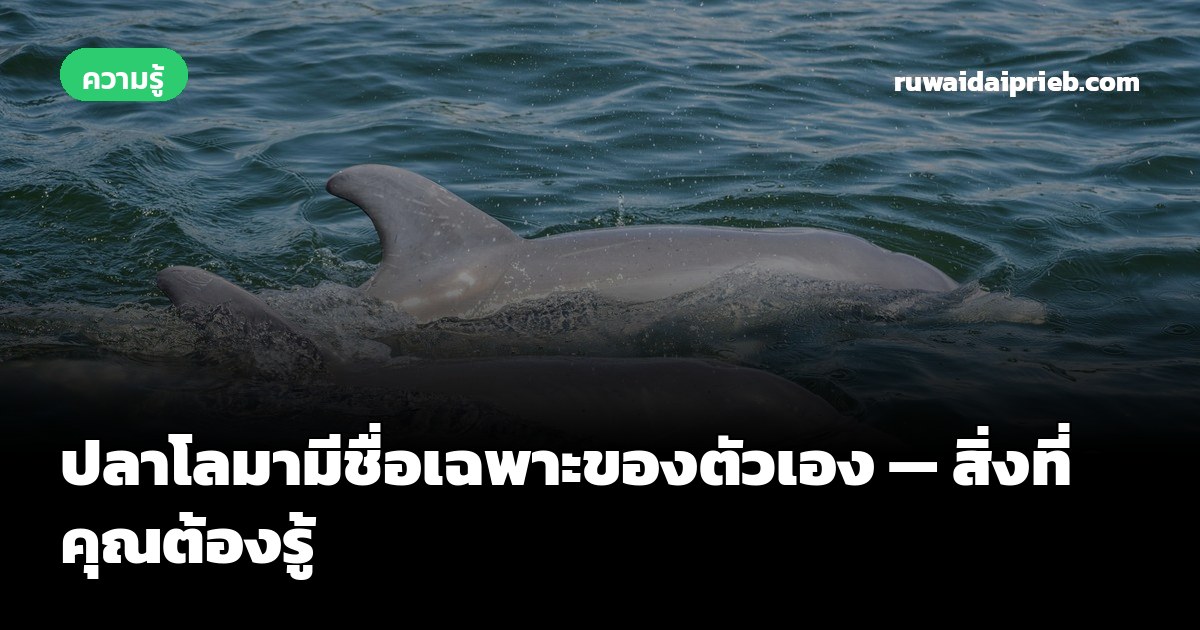 ปลาโลมามีชื่อเฉพาะของตัวเอง — สิ่งที่คุณต้องรู้