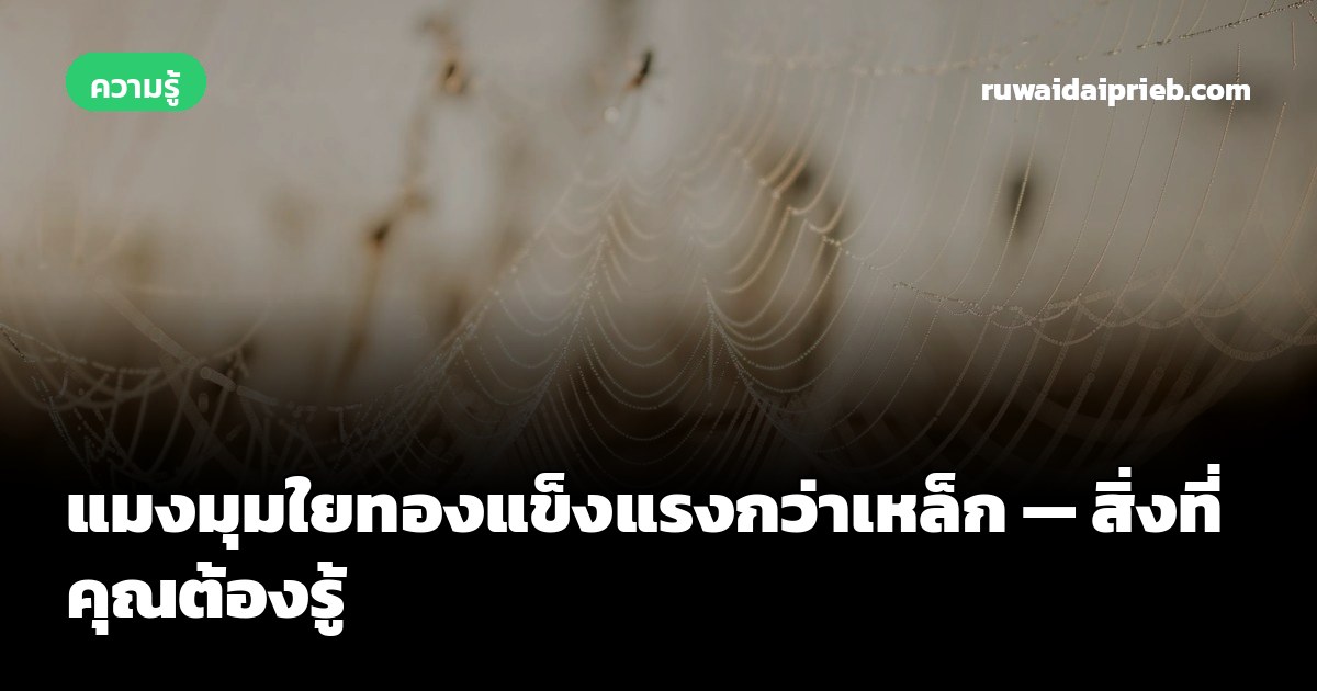 แมงมุมใยทองแข็งแรงกว่าเหล็ก — สิ่งที่คุณต้องรู้