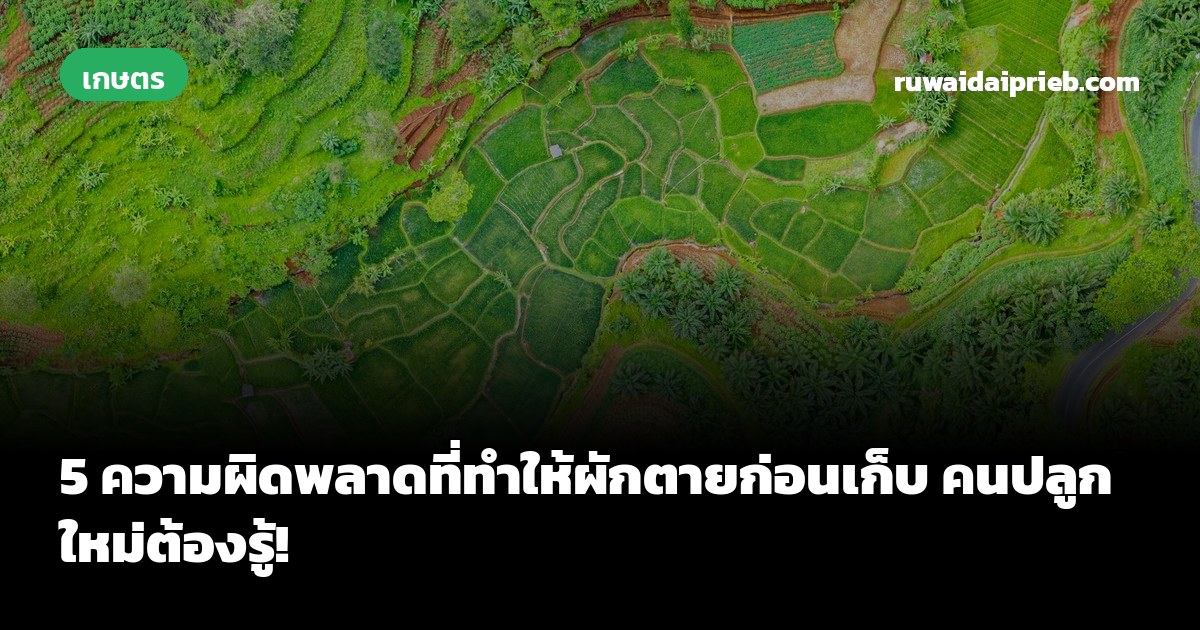 5 ความผิดพลาดที่ทำให้ผักตายก่อนเก็บ คนปลูกใหม่ต้องรู้!