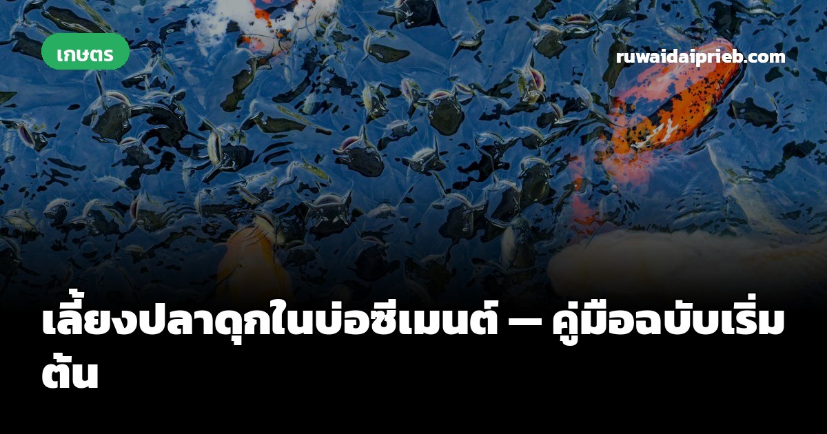เลี้ยงปลาดุกในบ่อซีเมนต์ — คู่มือฉบับเริ่มต้น