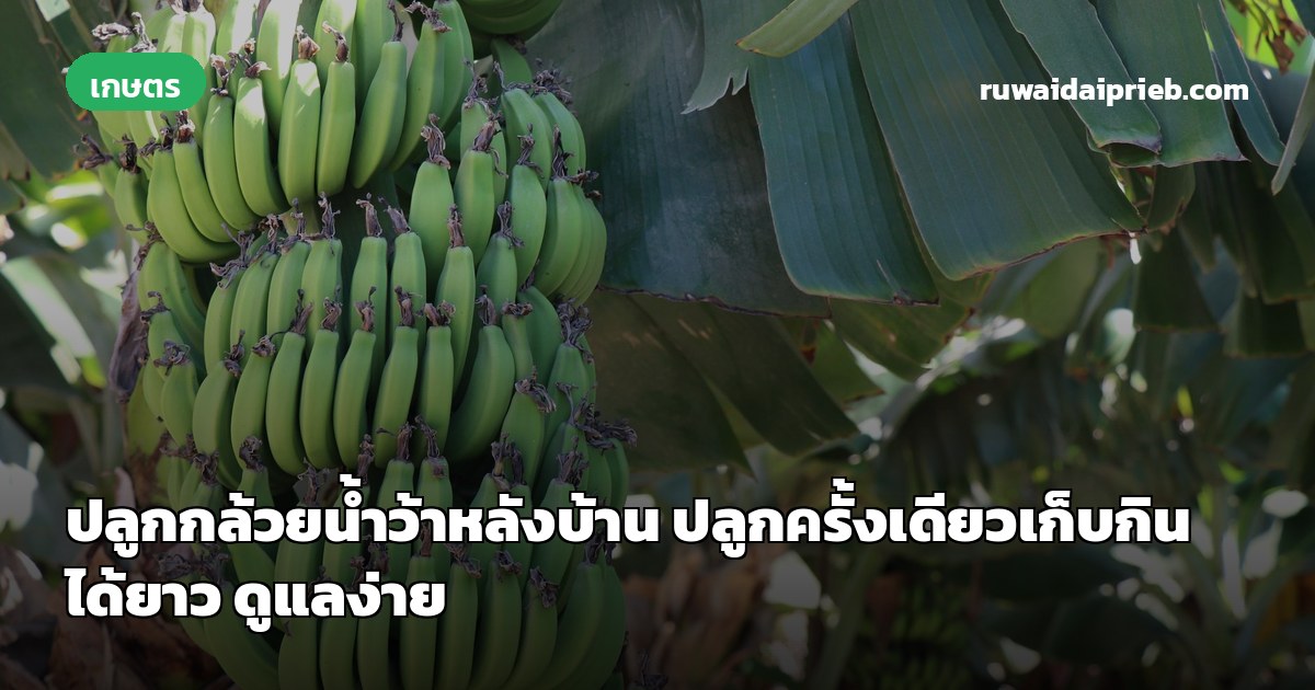 ปลูกกล้วยน้ำว้าหลังบ้าน ปลูกครั้งเดียวเก็บกินได้ยาว ดูแลง่าย