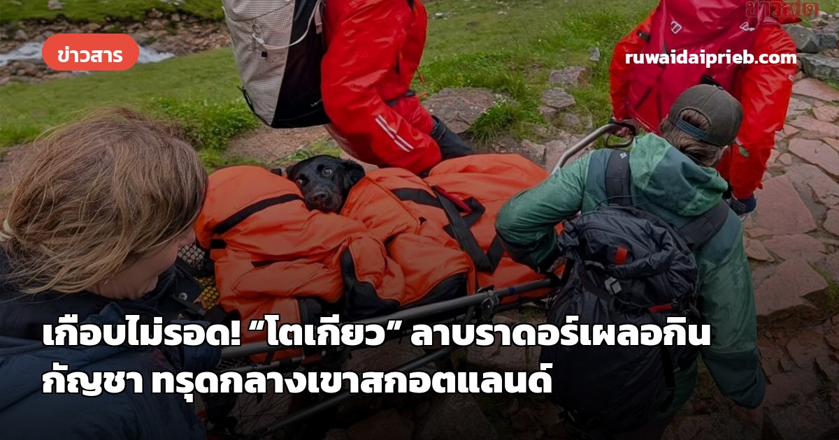 เกือบไม่รอด! “โตเกียว” ลาบราดอร์เผลอกินกัญชา ทรุดกลางเขาสกอตแลนด์