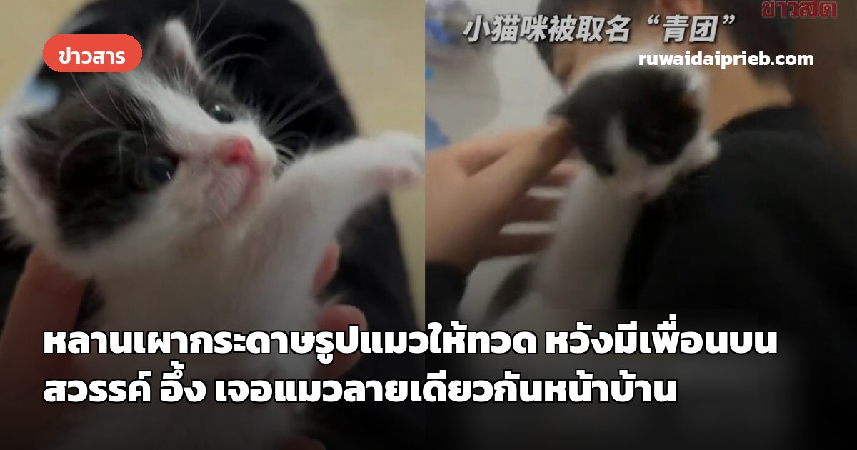 หลานเผากระดาษรูปแมวให้ทวด หวังมีเพื่อนบนสวรรค์ อึ้ง เจอแมวลายเดียวกันหน้าบ้าน