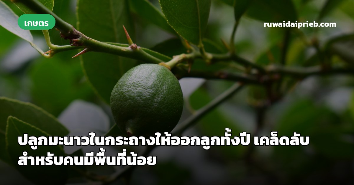 ปลูกมะนาวในกระถางให้ออกลูกทั้งปี เคล็ดลับสำหรับคนมีพื้นที่น้อย